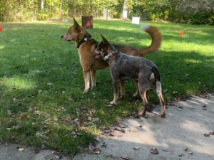 Blitz K9 Club of Waterford, MI
